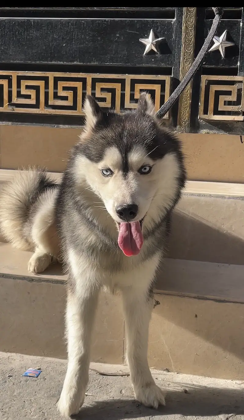 Tamed family dog siberian husky for sale — photo 3