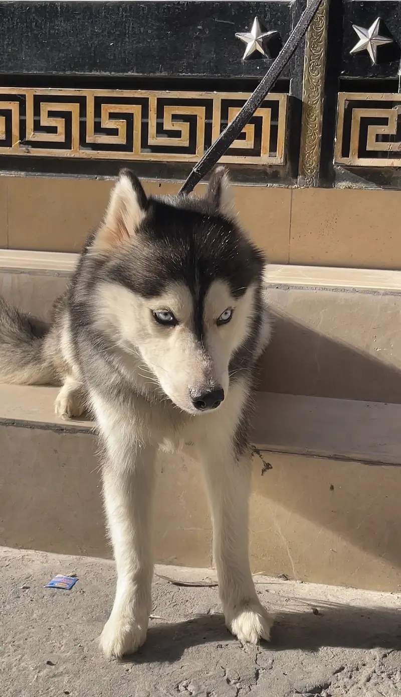 Tamed family dog siberian husky for sale — photo 4