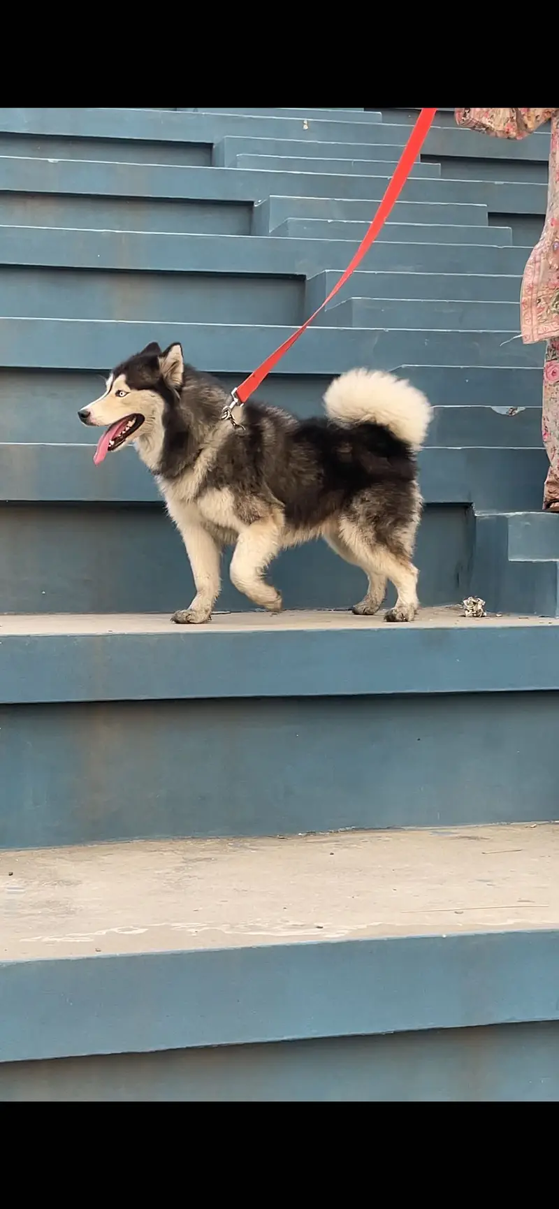 Tamed family dog siberian husky for sale — photo 5