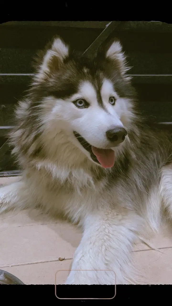 Tamed family dog siberian husky for sale — photo 6
