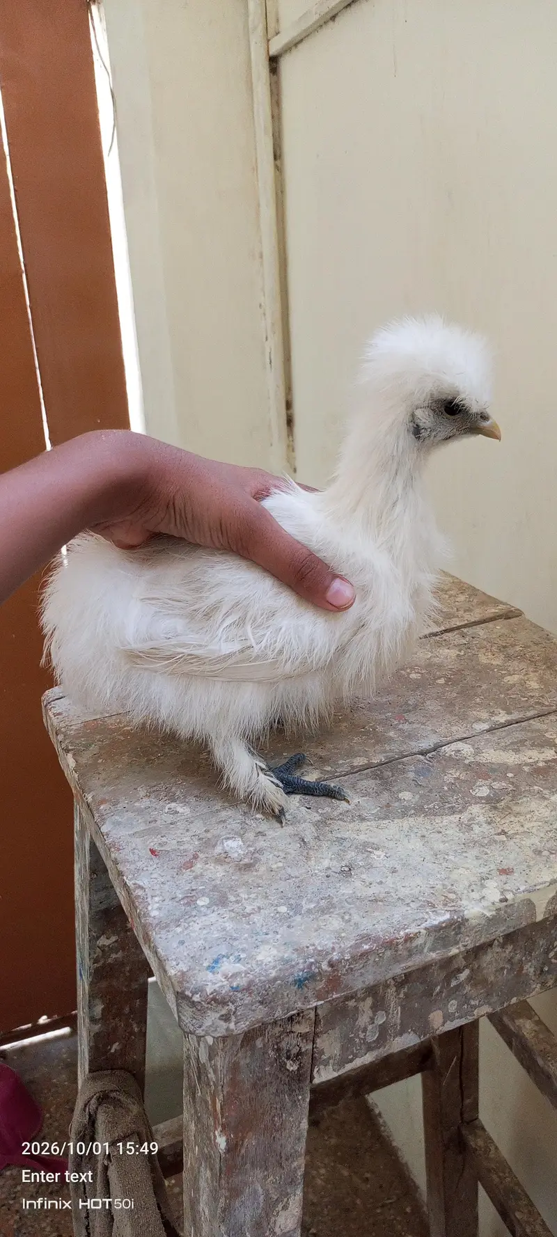 white silkie black polish japanese bantum pair — photo 10