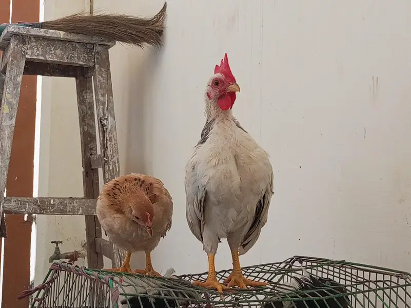 white silkie black polish japanese bantum pair — photo 11
