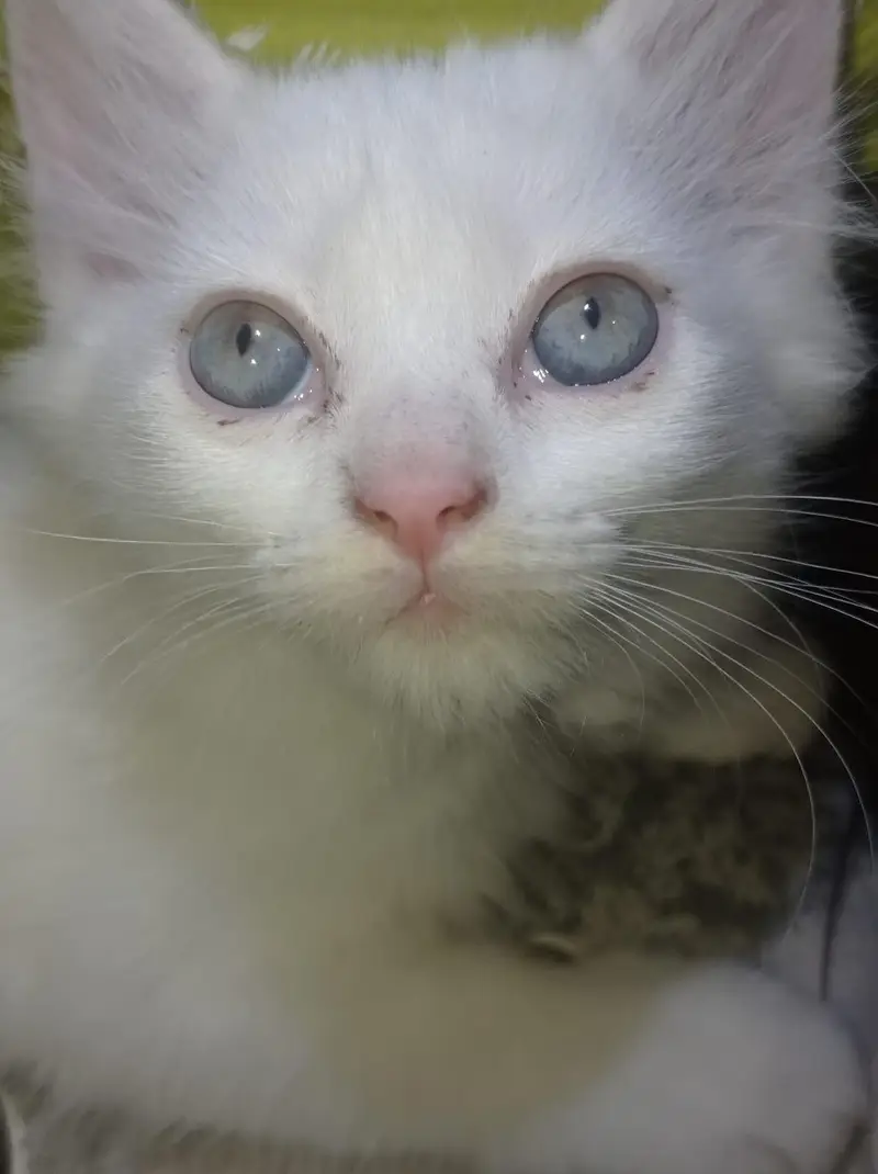Triple Coat  Persian Female Kittens for Sale - Pair Available — photo 2