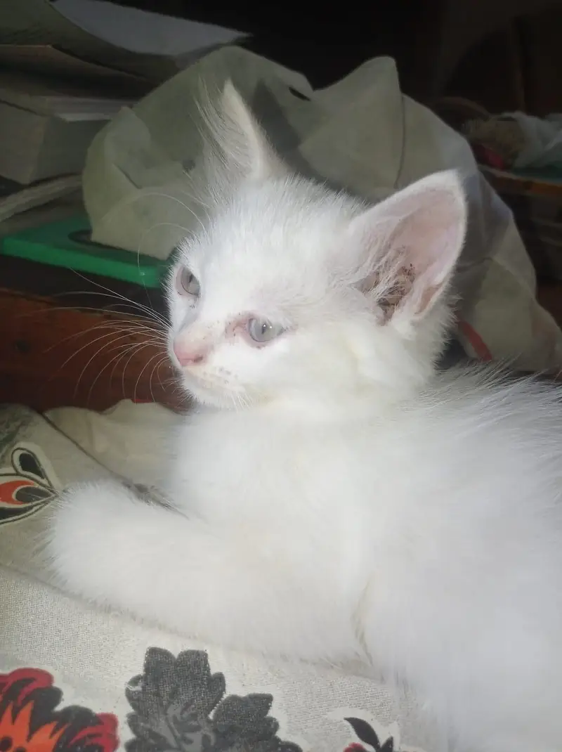 Triple Coat  Persian Female Kittens for Sale - Pair Available — photo 3