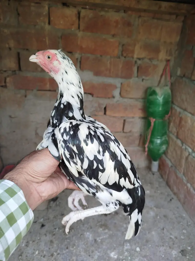 Quality Aseel pathi 0303.8868. 142 — photo 2