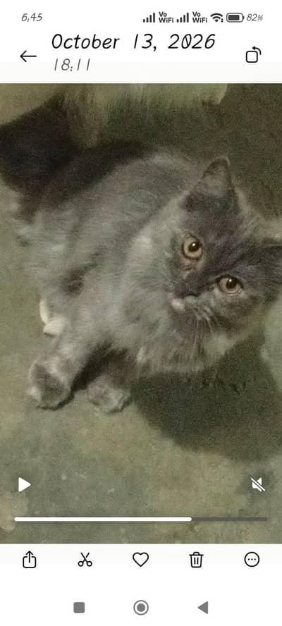 Persian cat