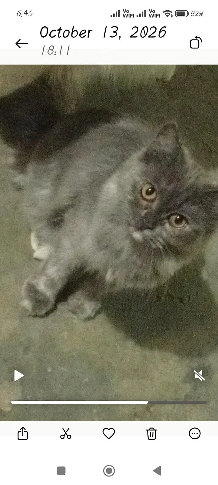 Persian cat