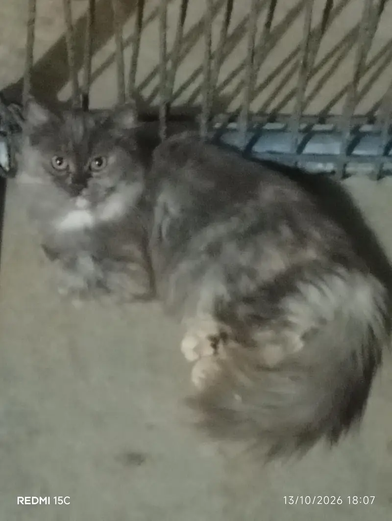 Persian cat — photo 2