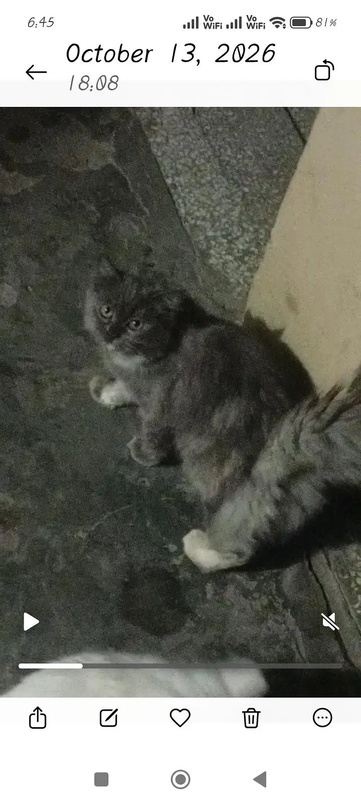 Persian cat — photo 3