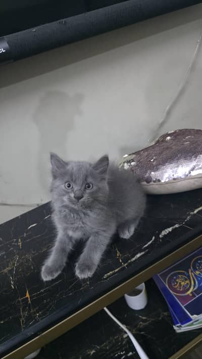 Fluffy Grey Kitten for Sale