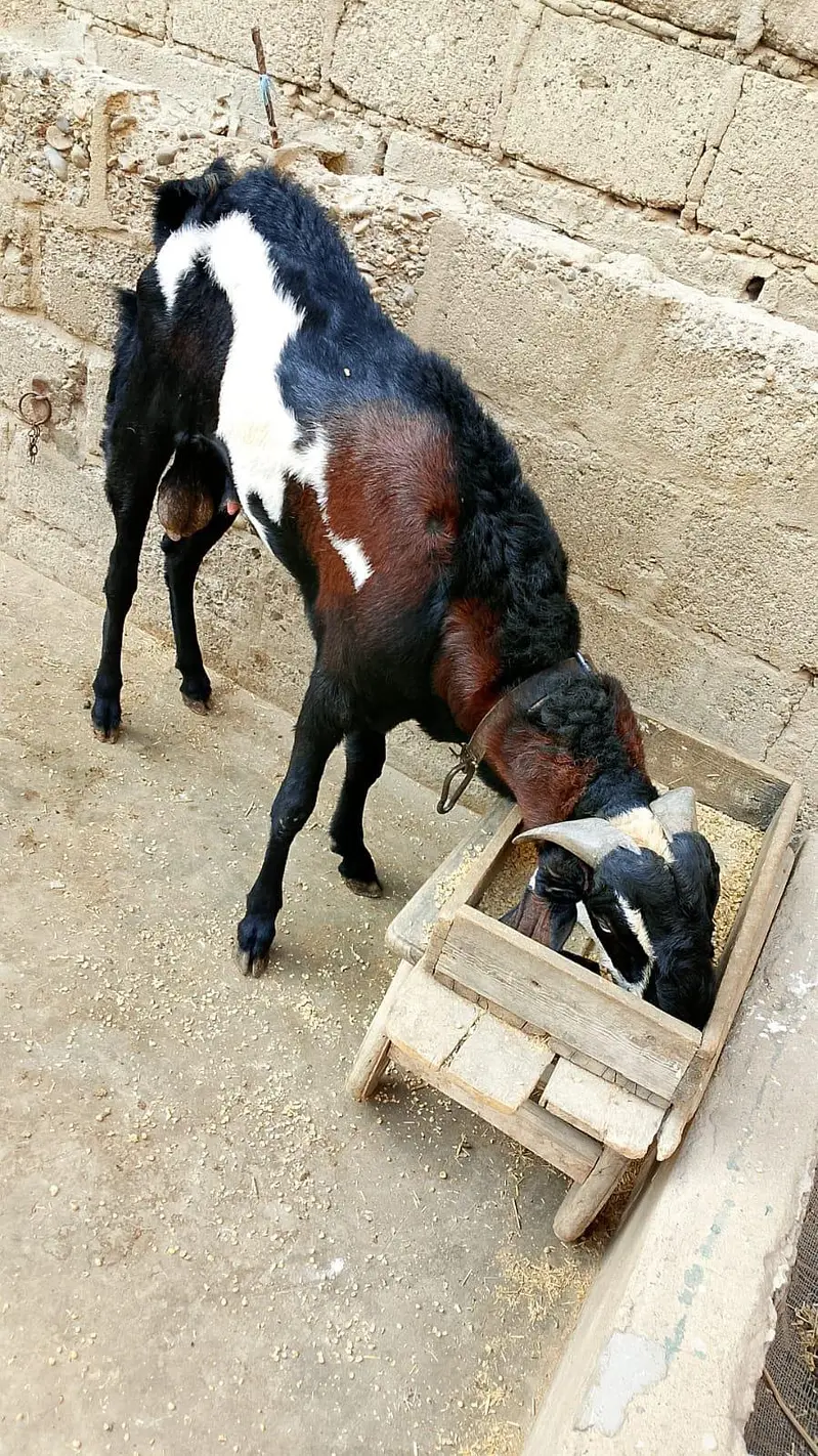 Beetal Nagra Male