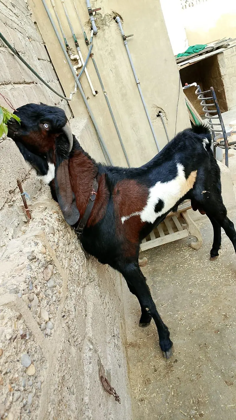 Beetal Nagra Male — photo 2