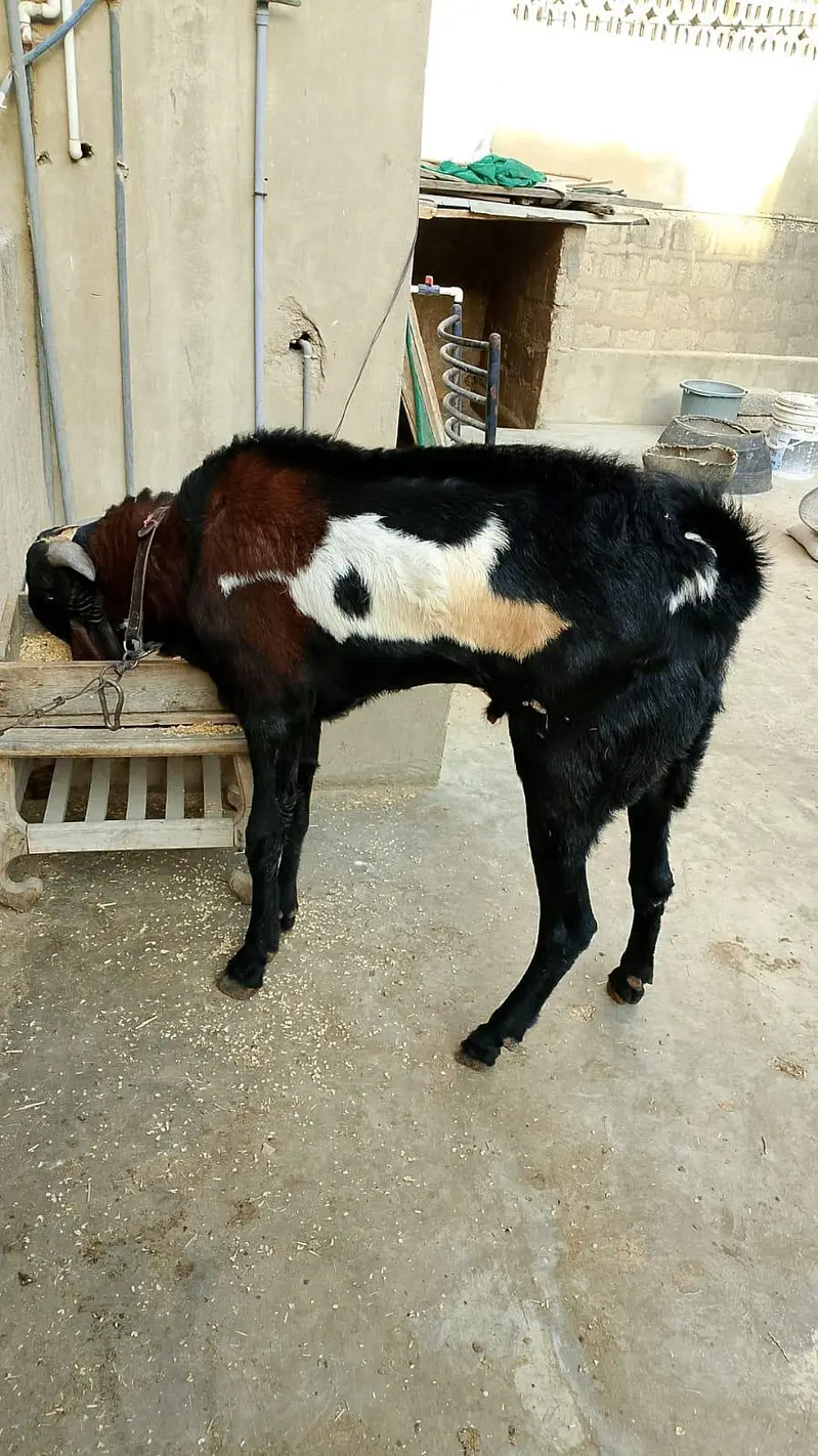 Beetal Nagra Male — photo 3