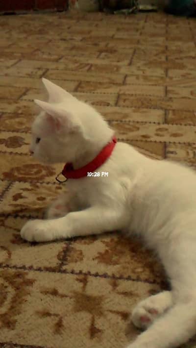 single coated kitten