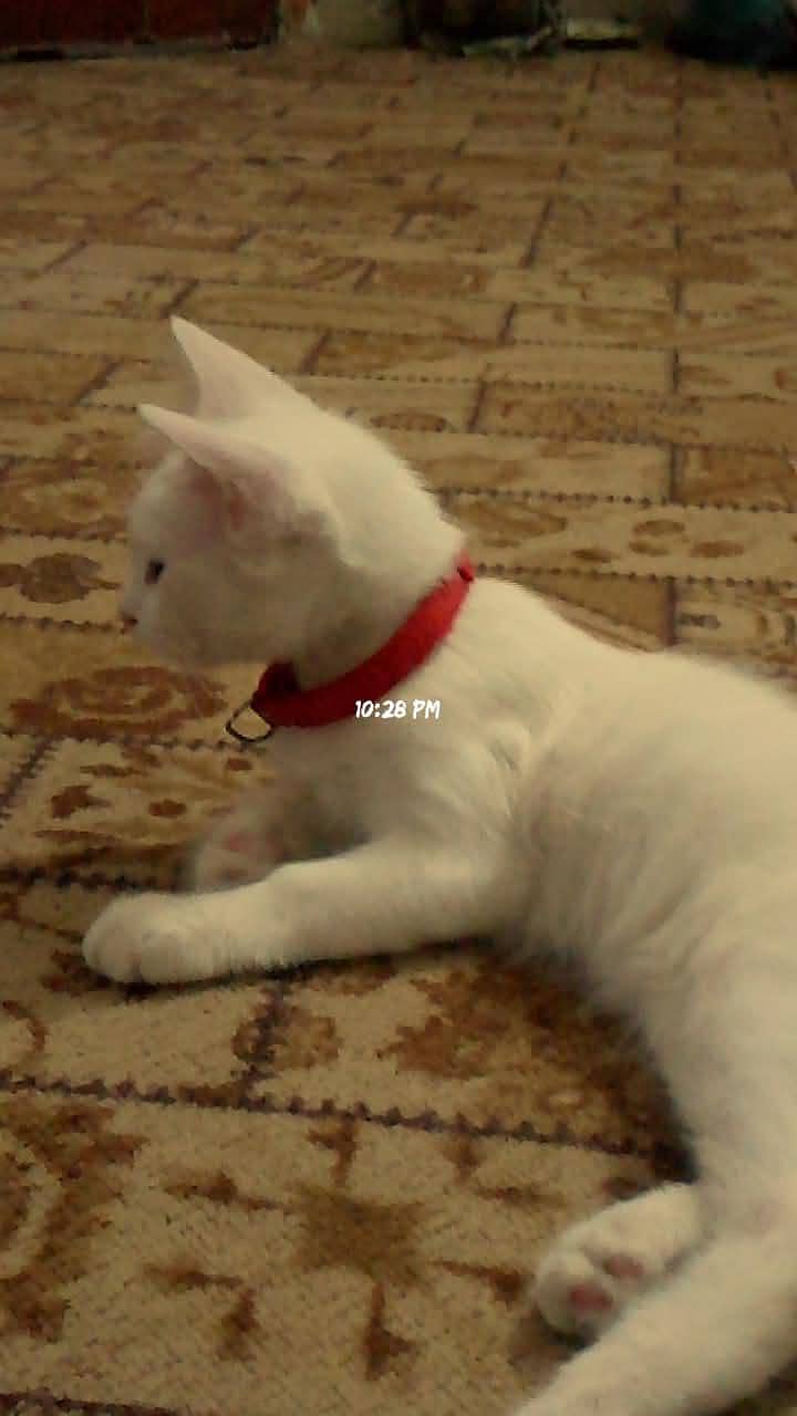 single coated kitten 0
