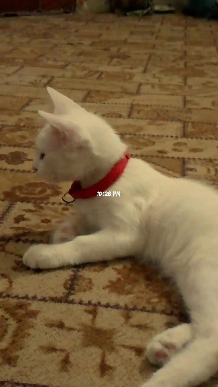 single coated kitten