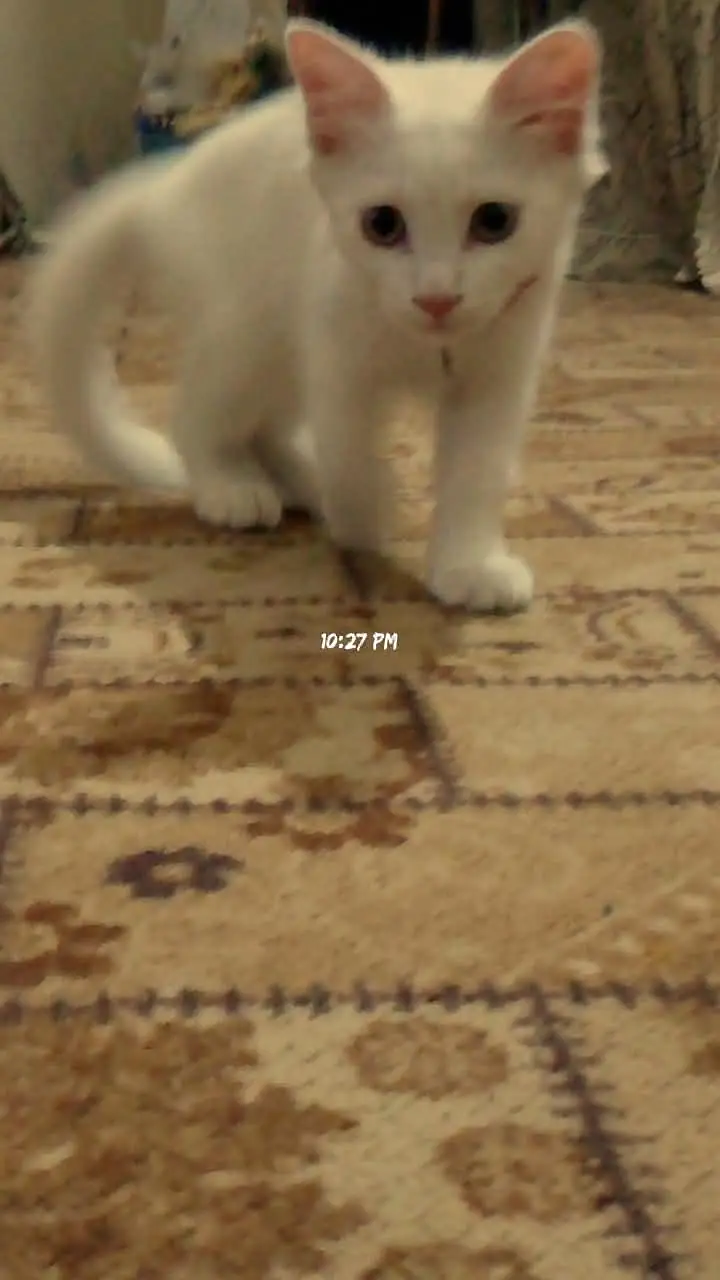 single coated kitten — photo 2