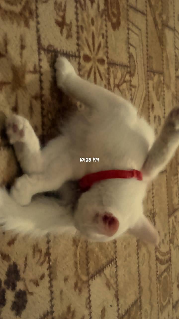 single coated kitten 2