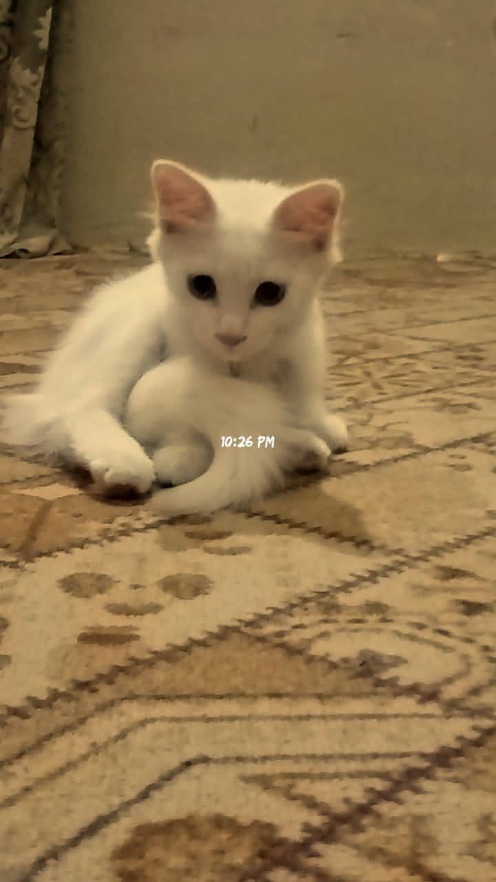 single coated kitten 3
