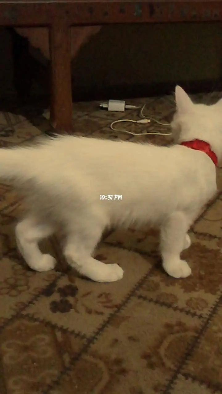 single coated kitten — photo 5