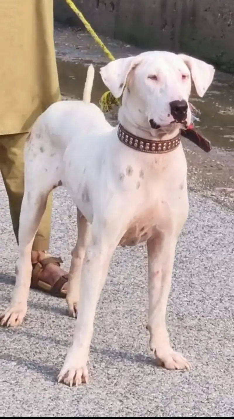 Gultair breeder Female for sale