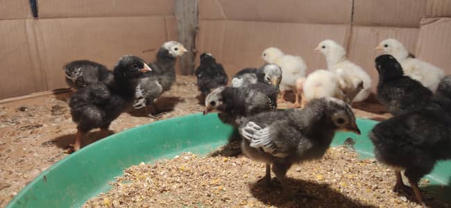 Lakenvelder & Plymouth rock chicks