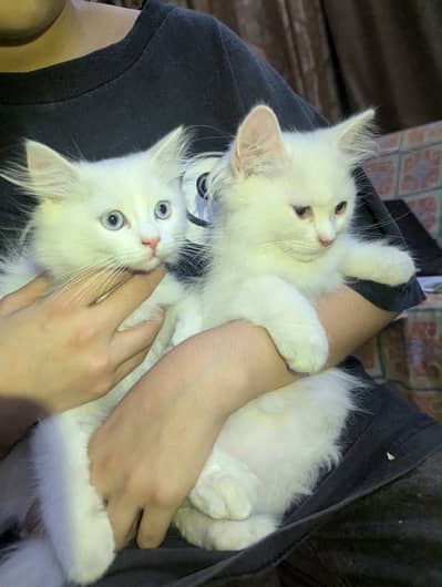 Persian kitty pair