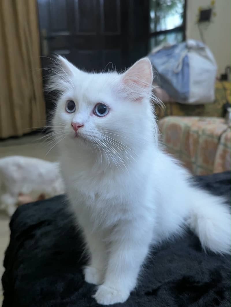Persian kitty pair 1