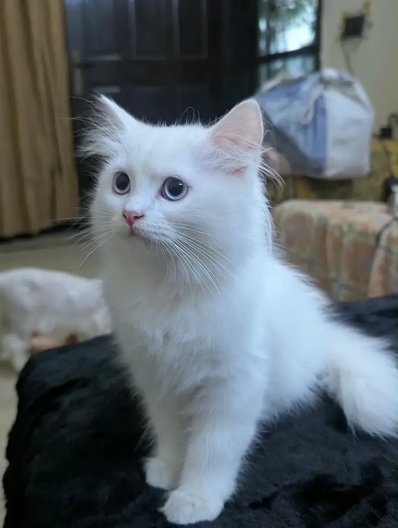Persian kitty pair — photo 2