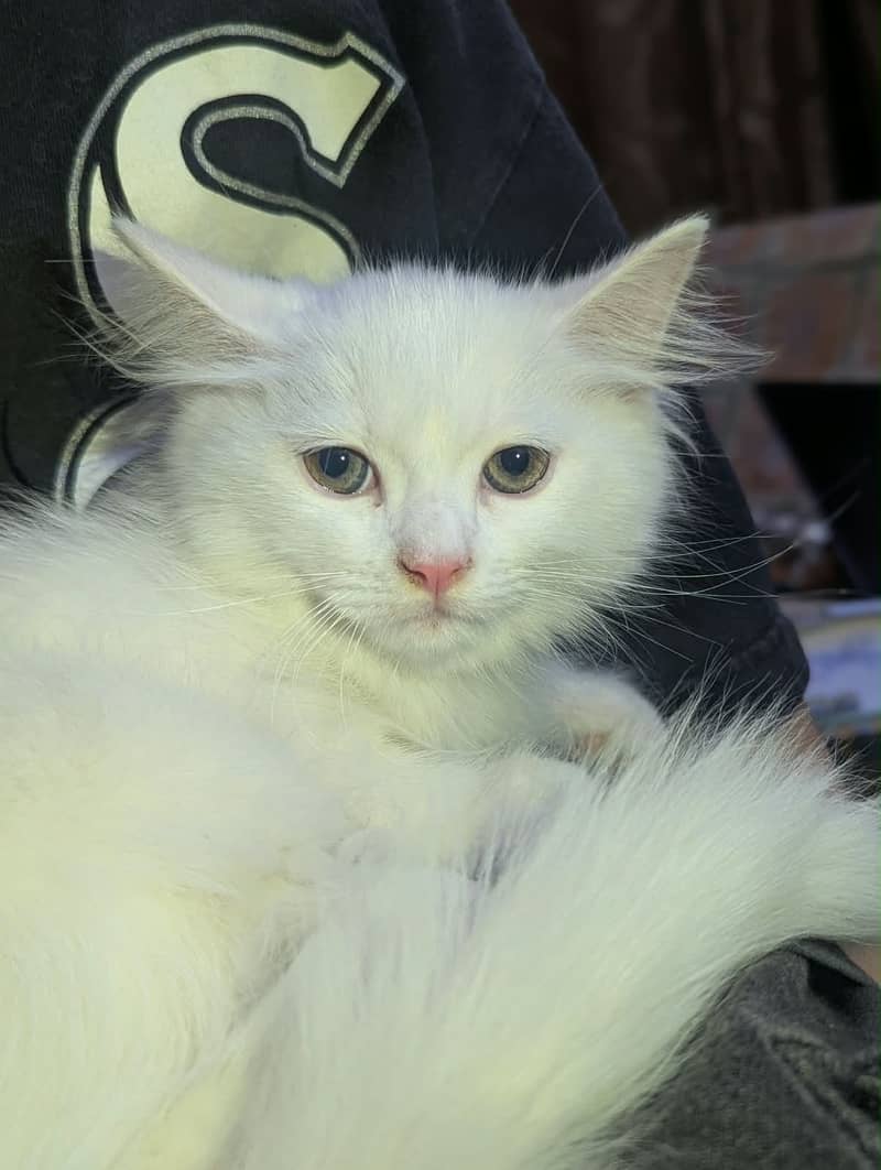 Persian kitty pair 2