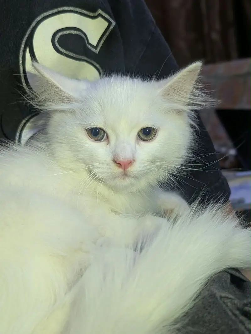 Persian kitty pair — photo 3