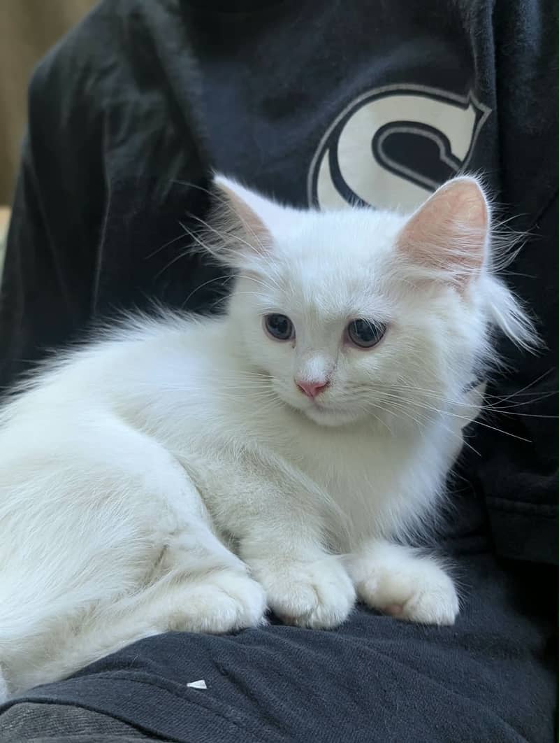Persian kitty pair 3