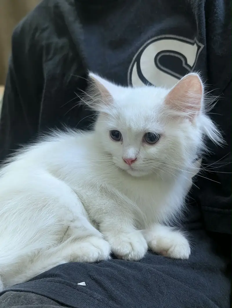 Persian kitty pair — photo 4