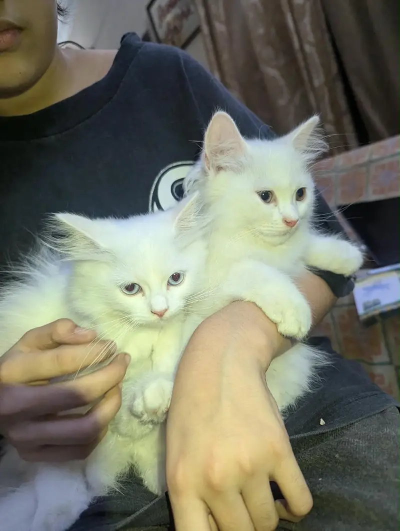 Persian kitty pair — photo 5