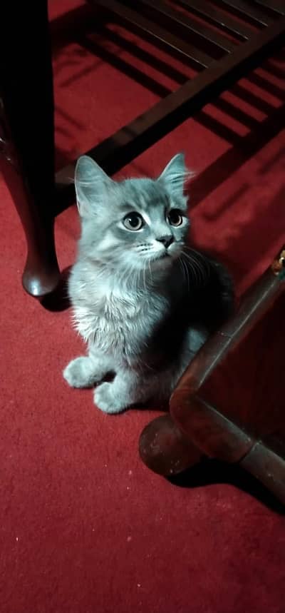 Hurry up bumper offer antique Persian kitten for sale