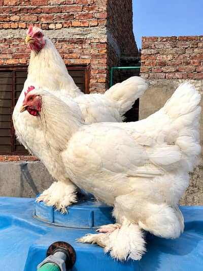 white heavy buff females