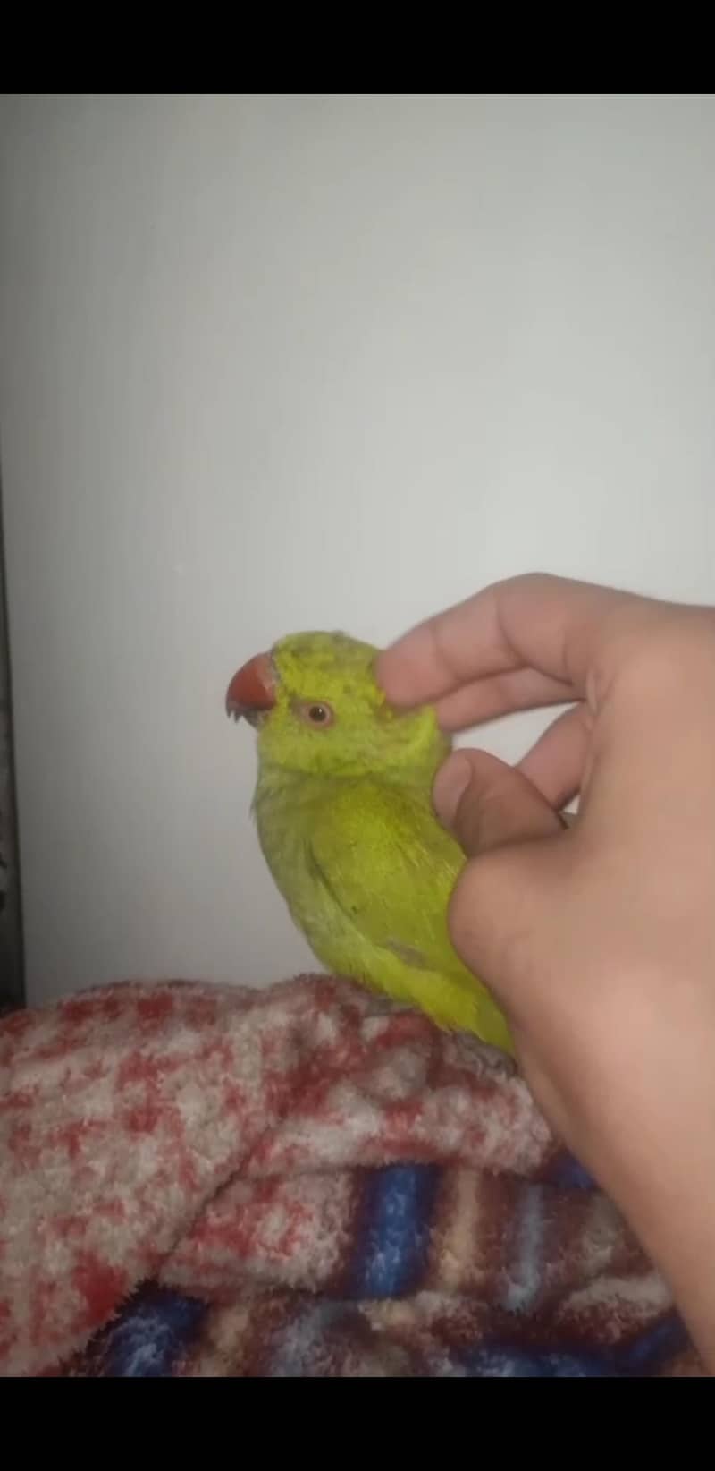 Handtaimed  full active 3