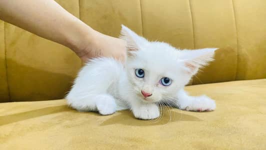 Urgent Kitten Sell