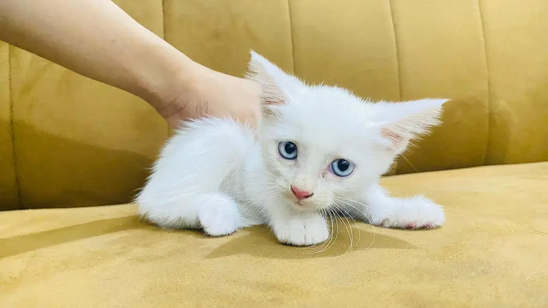 Urgent Kitten Sell