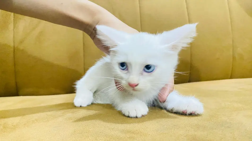 Urgent Kitten Sell — photo 2