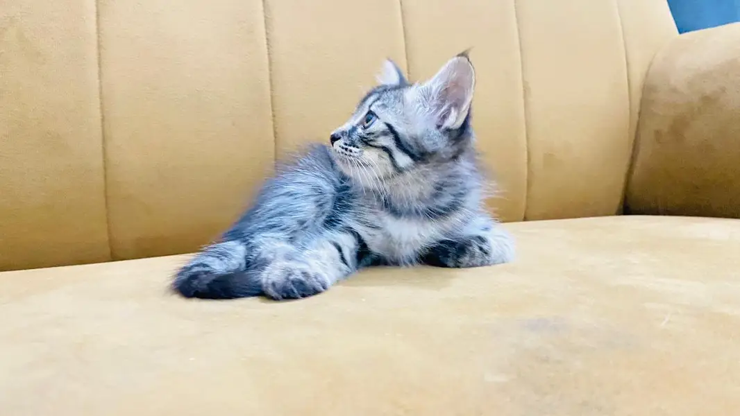 Urgent Kitten Sell — photo 3