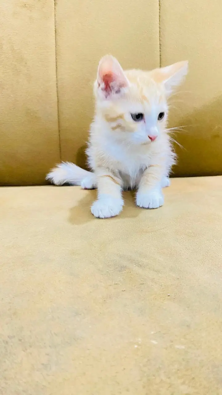 Urgent Kitten Sell — photo 4
