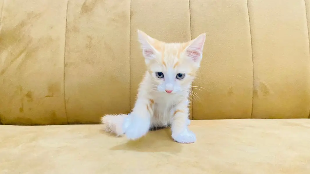 Urgent Kitten Sell — photo 5