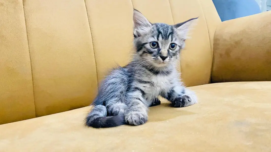 Urgent Kitten Sell — photo 6