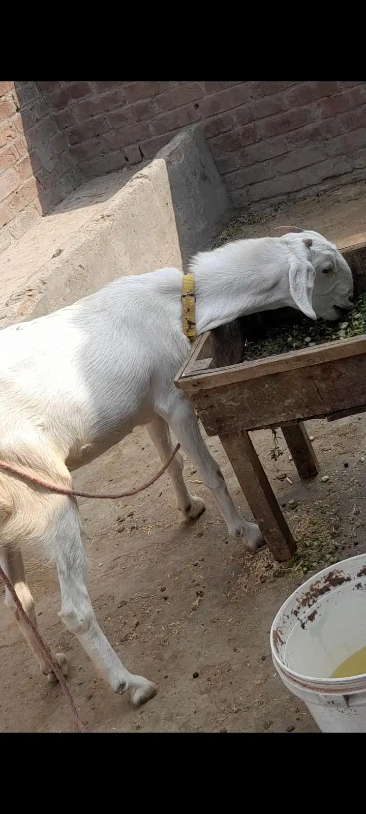 dasi bakri gaban path 03098289032 — photo 2