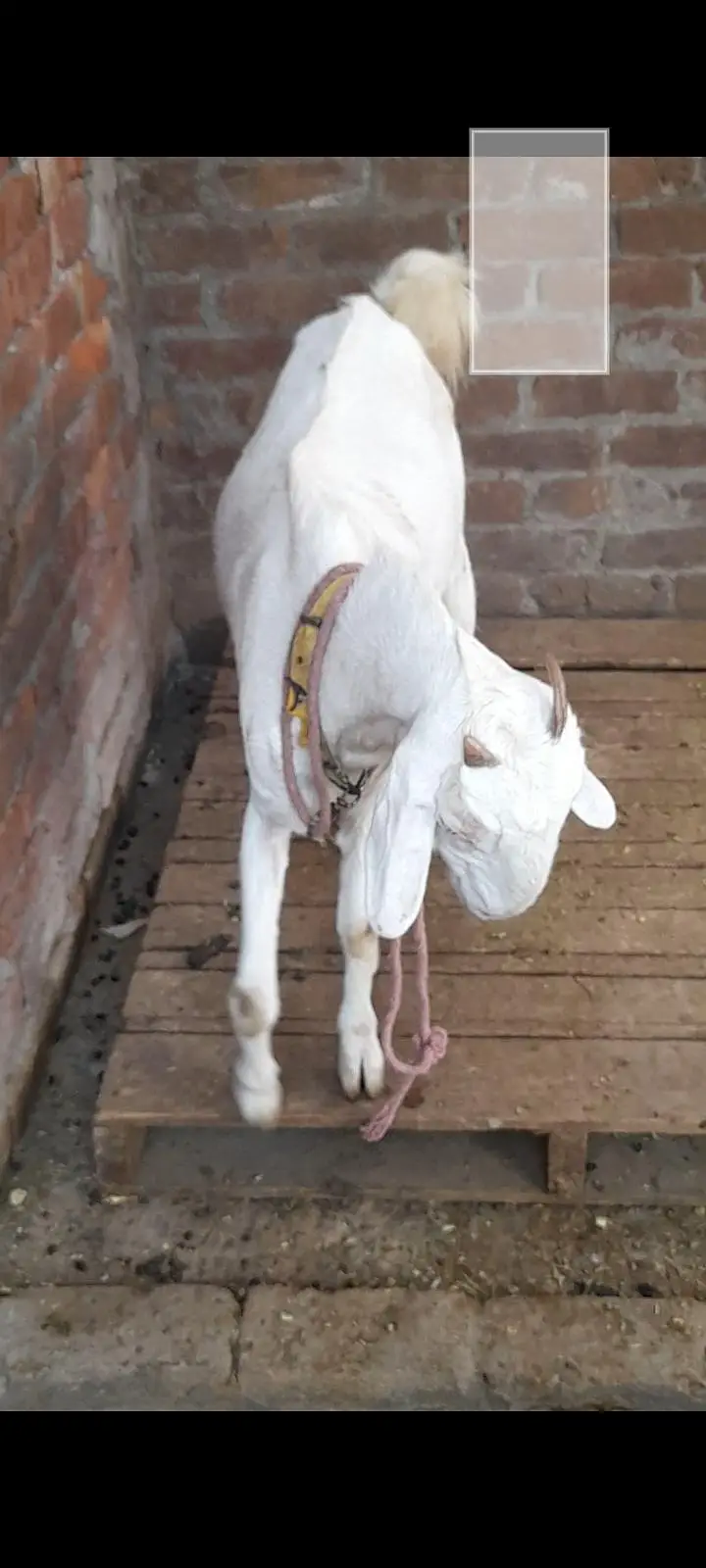 dasi bakri gaban path 03098289032 — photo 3
