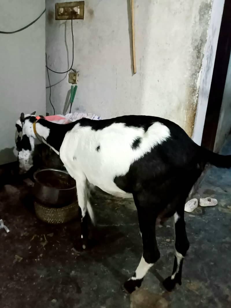 goat bakri 2