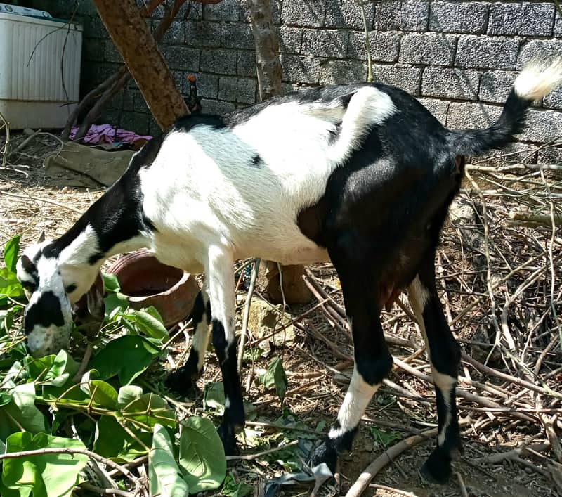 goat bakri 3