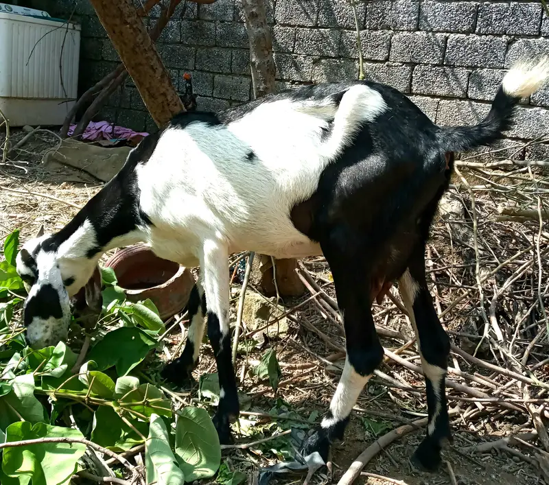 goat bakri — photo 4