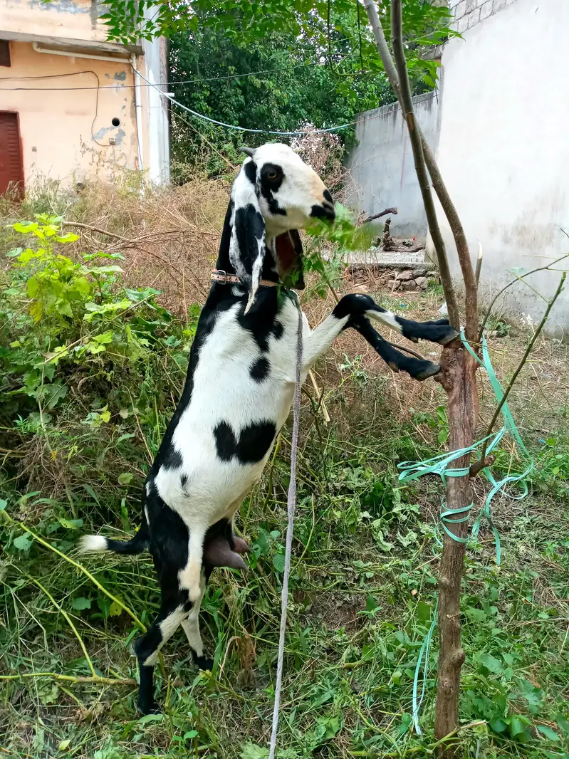 goat bakri — photo 5